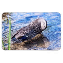 Search for effects magnets Water