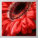 Search for gerbera daisy colours posters Vibrant