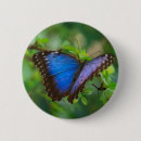 Search for blue butterfly badges Morpho