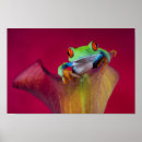 Search for callidryas posters Tree frog