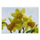 Search for yellow daffodil flowers posters Photography
