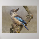 Search for kookaburras posters Blue