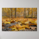 Search for forest floor posters Leaves