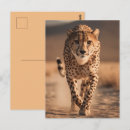 Search for big cat predators postcards Nature
