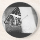 Search for antenna barware Insect
