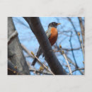 Search for redbreast postcards Birdwatching