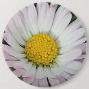 Search for daisies badges Petals