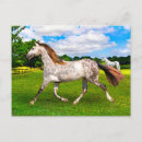 Search for holly postcards Nature