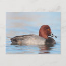 Search for redhead postcards Animal