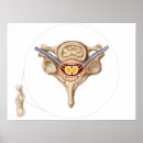 Search for backbone art Cutout