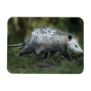 Search for wild child rectangular magnets Animal