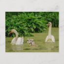 Search for mute postcards Waterfowl