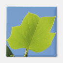 Search for poplar tree Photography