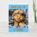 Search for yorkshire terrier dog birthday cards Photography