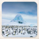 Search for penguin barware Nature