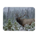 Search for bugle magnets Bull