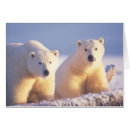 Search for polar bear mom and cub postcards Alaska