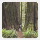 Search for redwood forest stickers Landscape