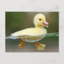 Search for cute chick postcards Bird