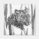 Search for cheetahs magnets Wildlife