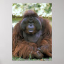 Search for captive posters Usa