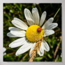 Search for ladybug posters Red