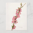 Search for peach flowers postcards Pink