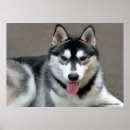 Search for malamute dog posters Animal