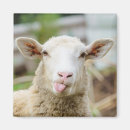 Search for sheeps magnets Funny sheep