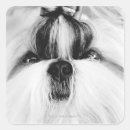 Search for shih tzu stickers Photography