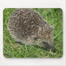 Search for hedgehog mousepads Photograph