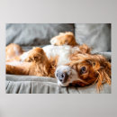 Search for cute cocker spaniel posters Canine