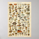 Search for adolphe millot posters Mushroom