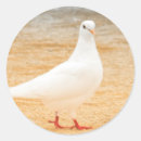 Search for cute pigeon stickers Wildlife