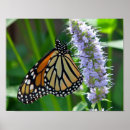 Search for monarch Animals