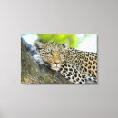 Search for wildcats canvas prints Wildlife