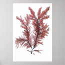 Search for seaweed posters Antique