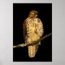 Search for red tailed hawk posters Predator