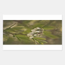 Search for shrub stickers Bush
