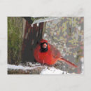 Search for for bird watcher postcards Birdwatching