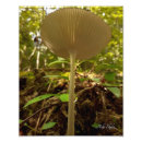 Search for slender posters Woods