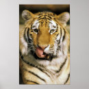Search for animals in captivity posters Wildlife