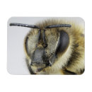 Search for honeybee magnets Animal