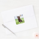 Search for play ball stickers Pet