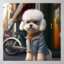 Search for bichons posters Bichon frise
