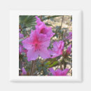 Search for azalea magnets Nature