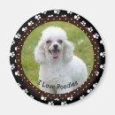 Search for poodles magnets Pets