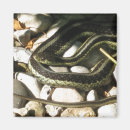 Search for garter magnets Snakes