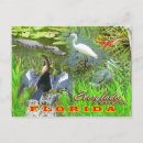 Search for anhinga postcards Florida