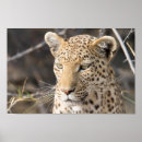 Search for botswana art Safari